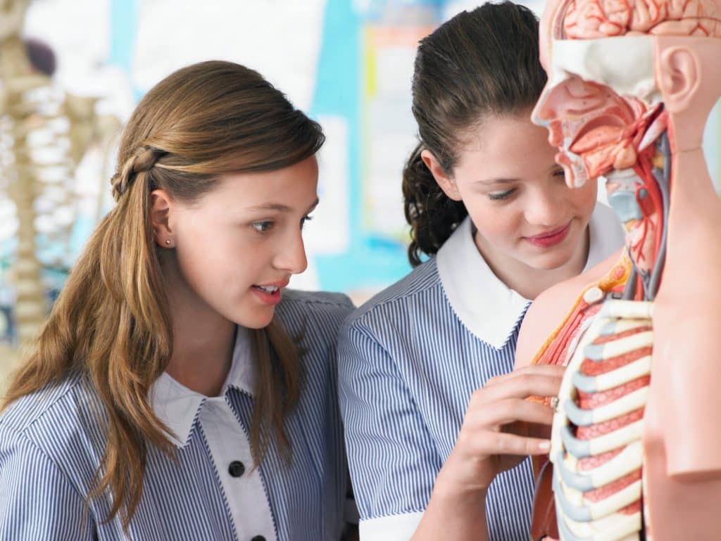 2 girl learning about anatomy